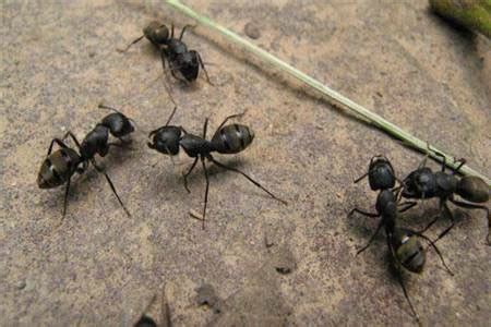 螞蟻突然很多 院子裡的